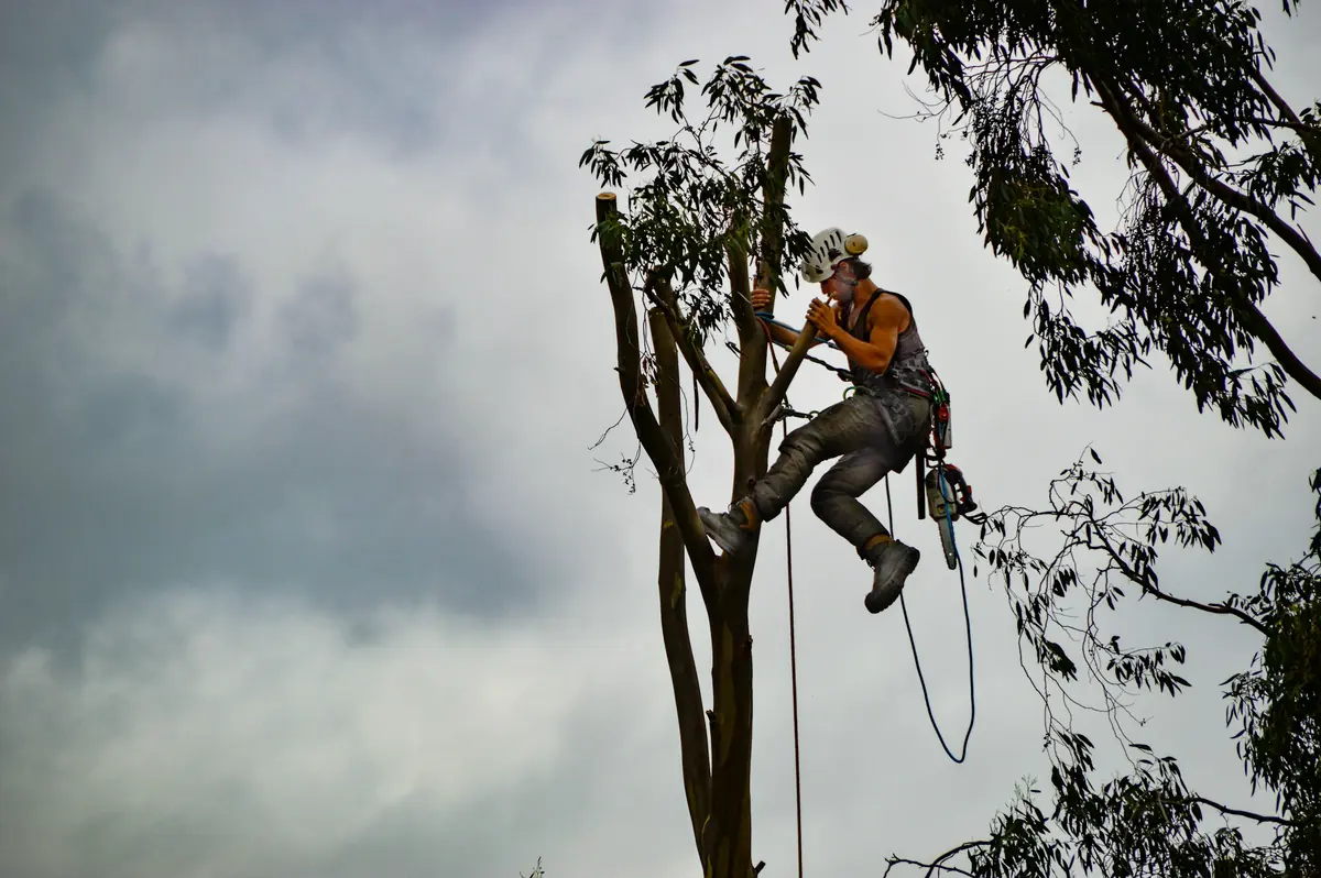 Baumkletterer hängt im Seil an einem stark eingekürzten Baum vor bewölktem Himmel