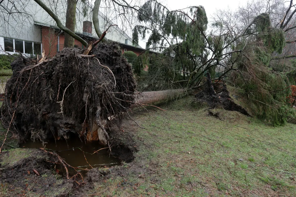 Vom Sturm entwurzelter Baum mit aufgestelltem Wurzelteller neben einem Gebäude