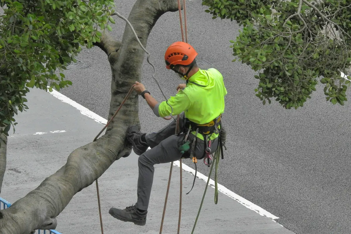 Baumpfleger in Warnkleidung am Seil in einem Straßenbaum
