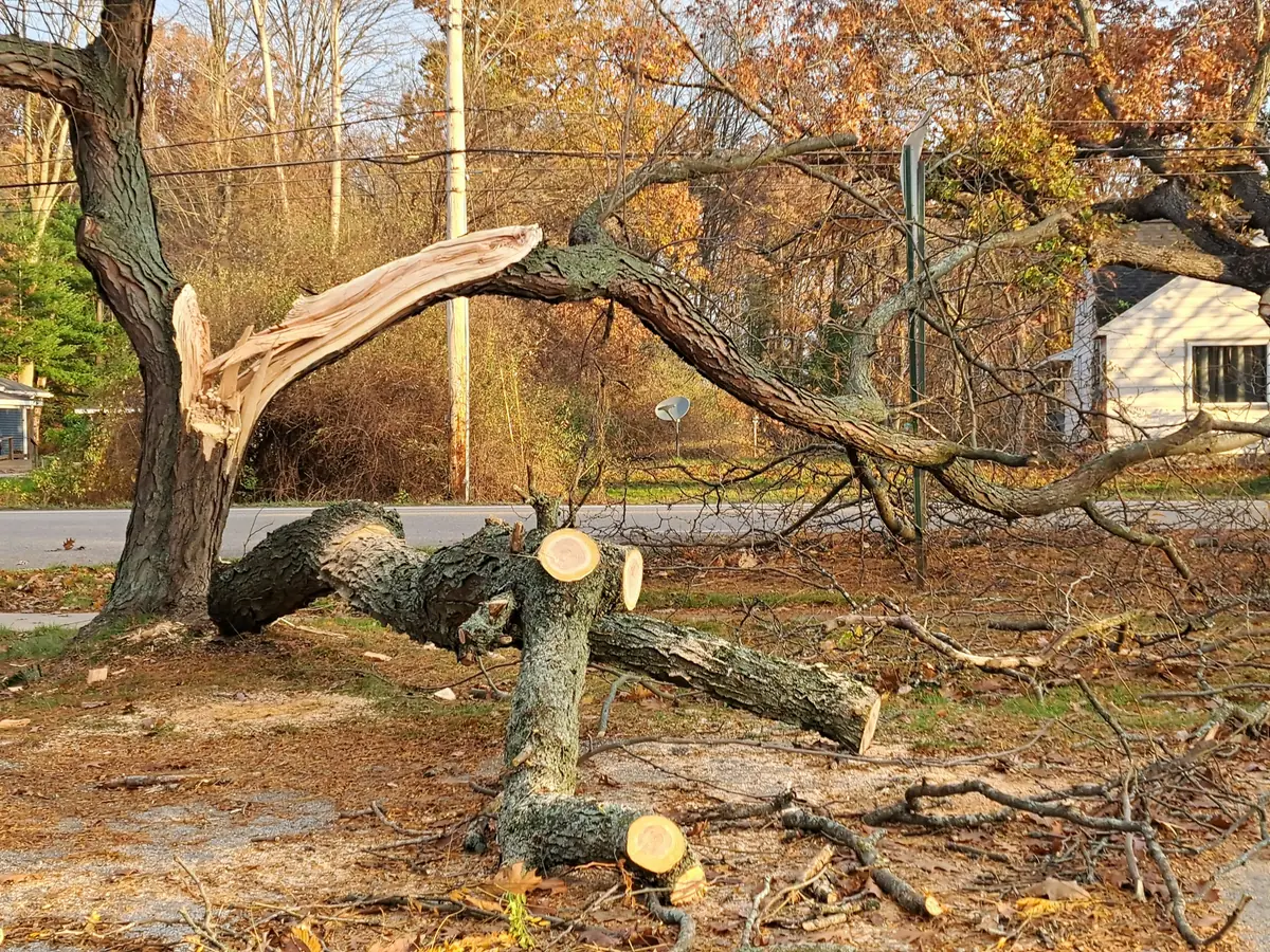 Abgebrochener Baum mit zersplittertem Stamm auf einer Wiese
