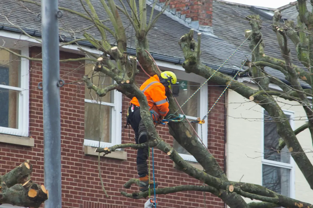 Baumpfleger in Seilklettertechnik schneidet einen Straßenbaum vor Backsteinhäusern
